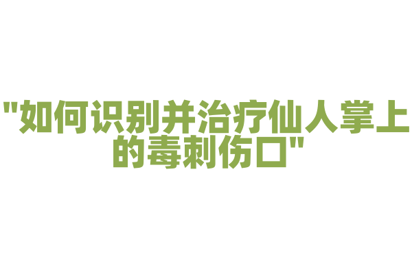 "如何识别并治疗仙人掌上的毒刺伤口"